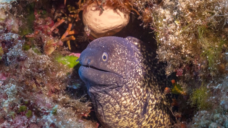 الفرصة الثانية